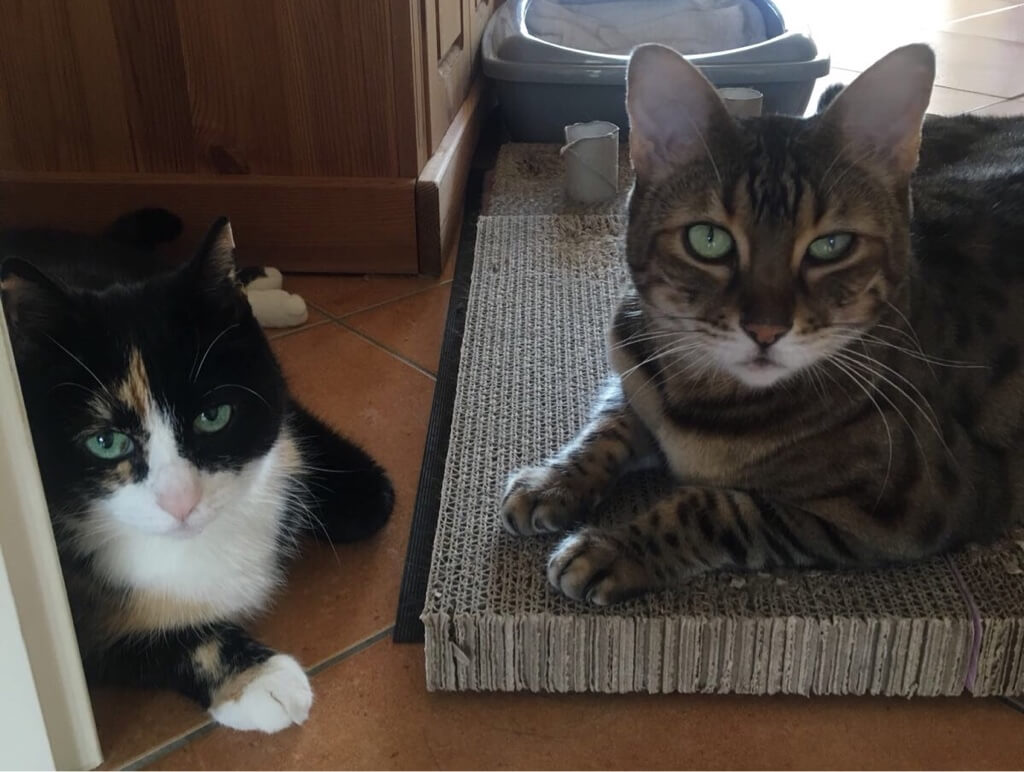 Zwei Katzen an einem Kratzbrett