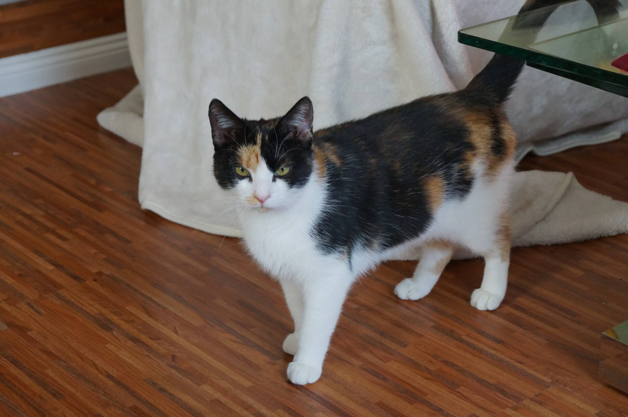 DSC04037