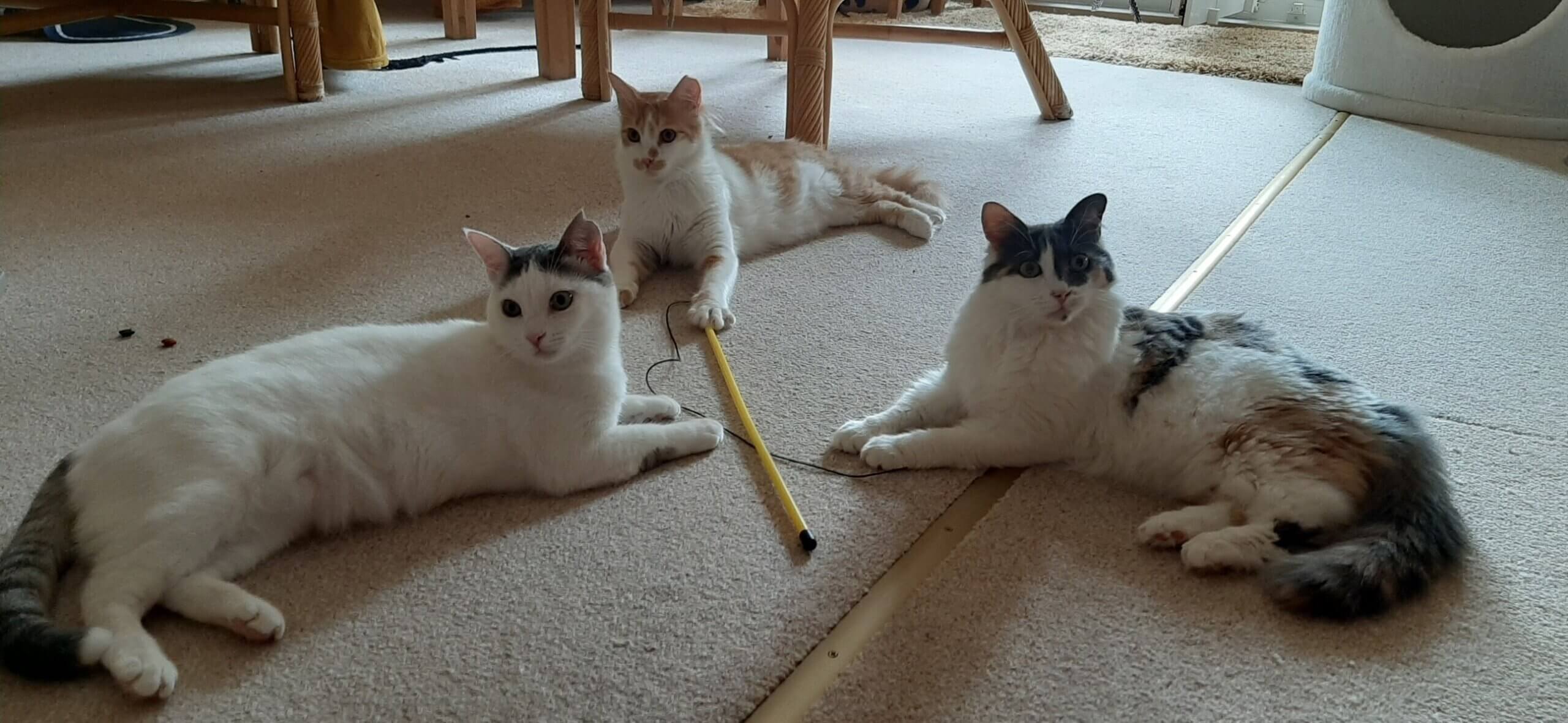 Susanne_3 Katzen