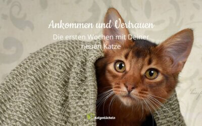 Ankommen und Vertrauen – Die ersten Wochen mit Deiner neuen Katze