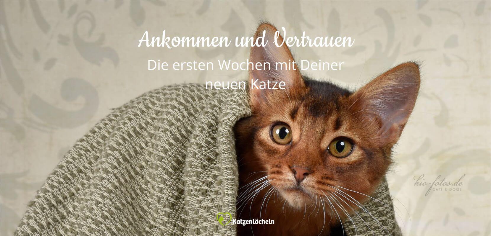 Somali unter einen grünen Decke