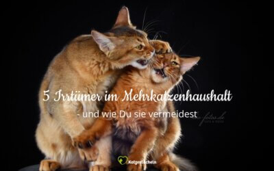 5 häufige Irrtümer im Mehrkatzenhaushalt