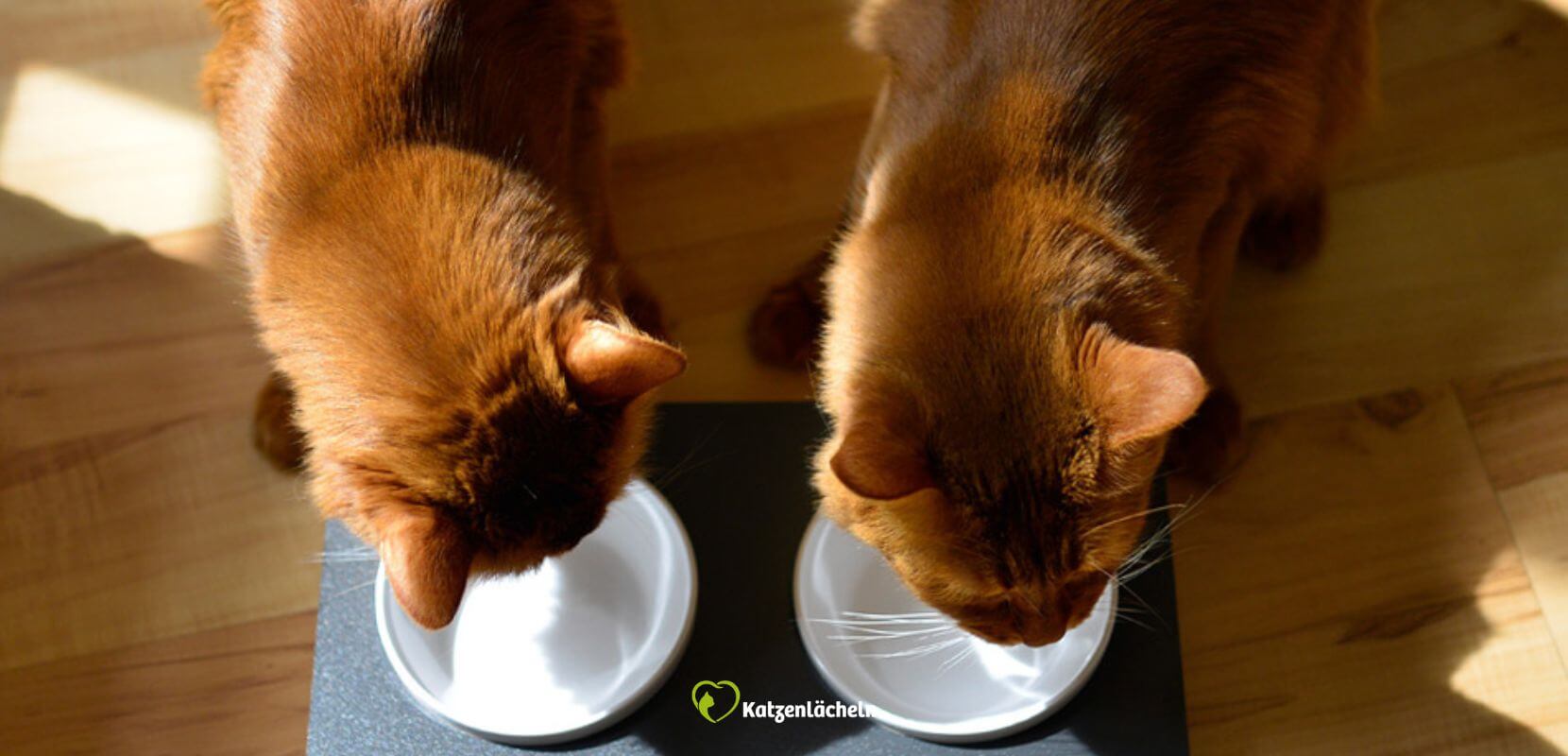 Katzen gemeinsam am Futternapf